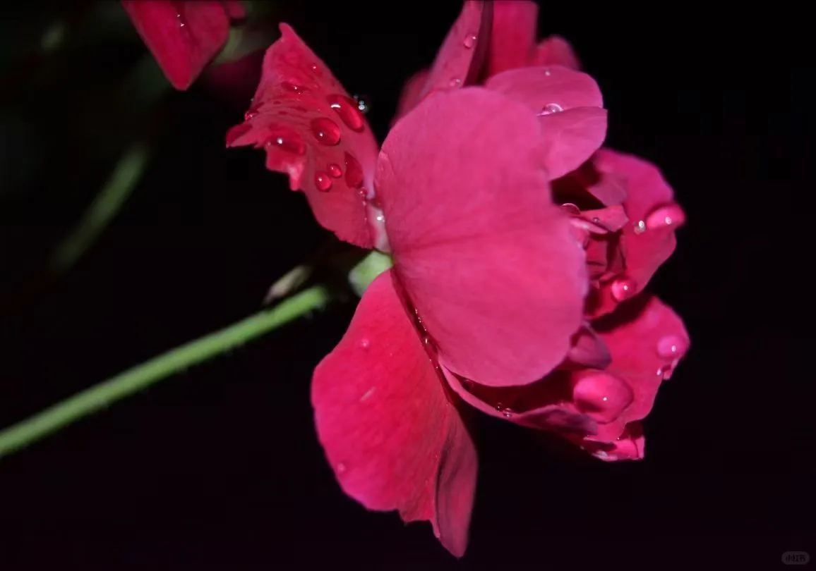 夜色雨后，带着姝艳美色～