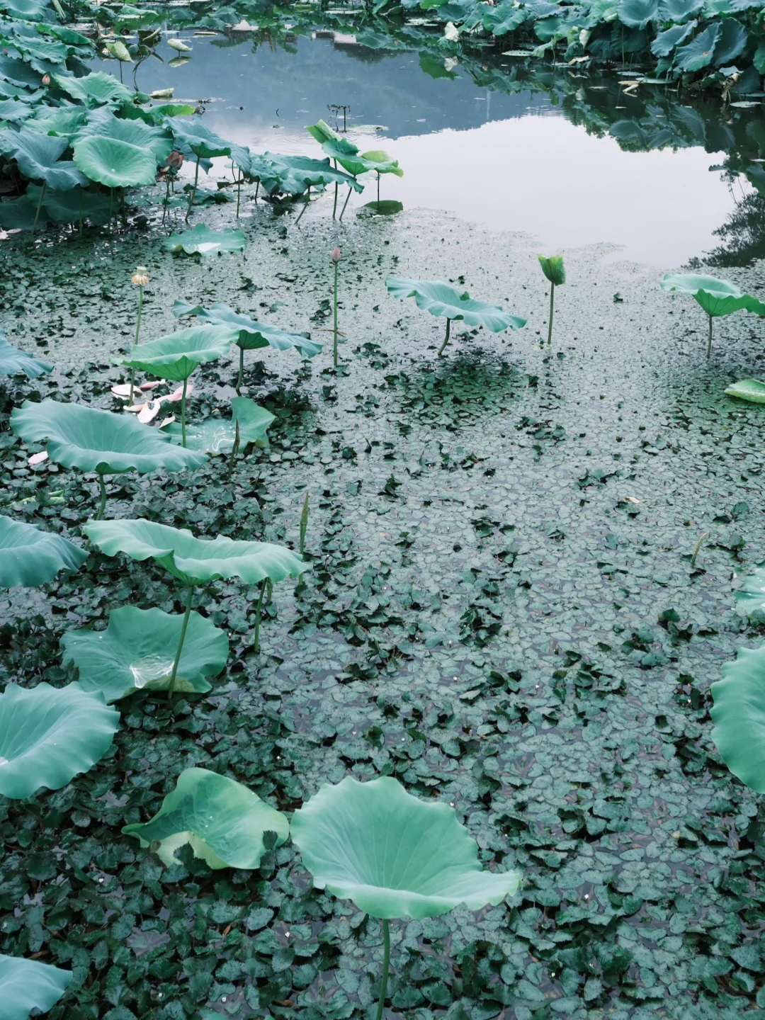 呈坎｜烟雨中荷花更娇艳了
