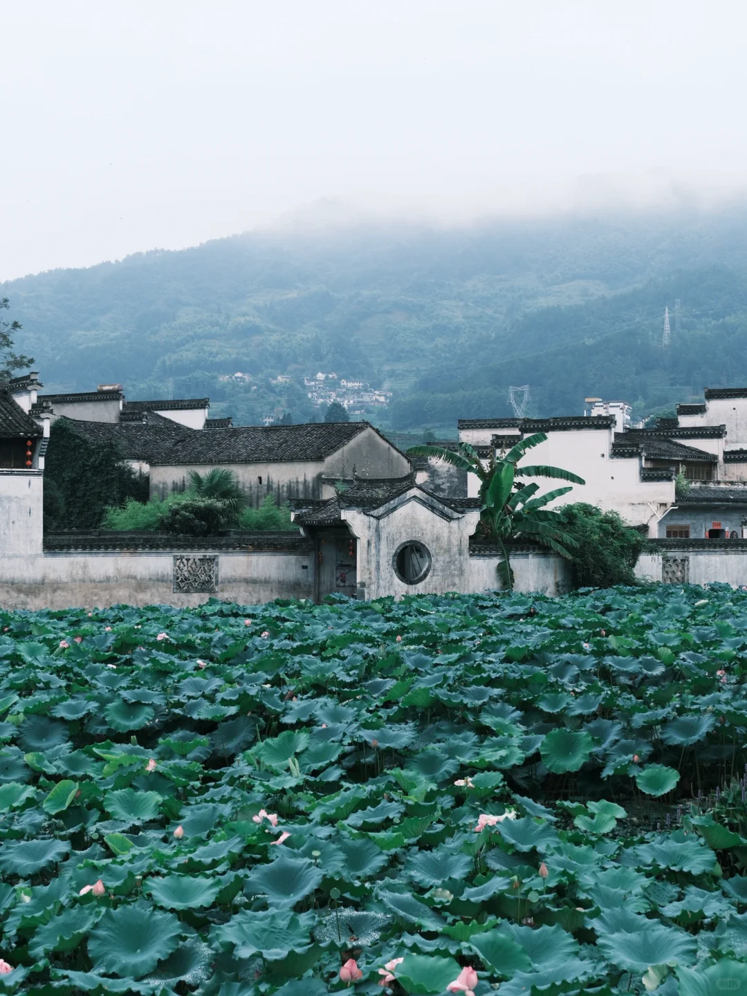 呈坎｜烟雨中荷花更娇艳了