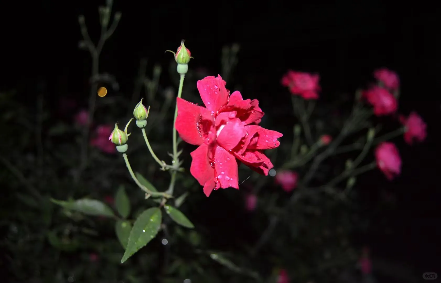 夜色雨后，带着姝艳美色～