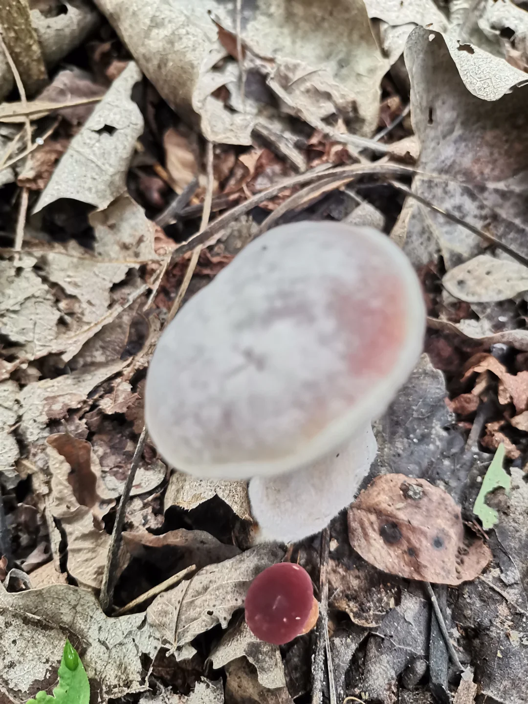 林间尤物 蘑菇