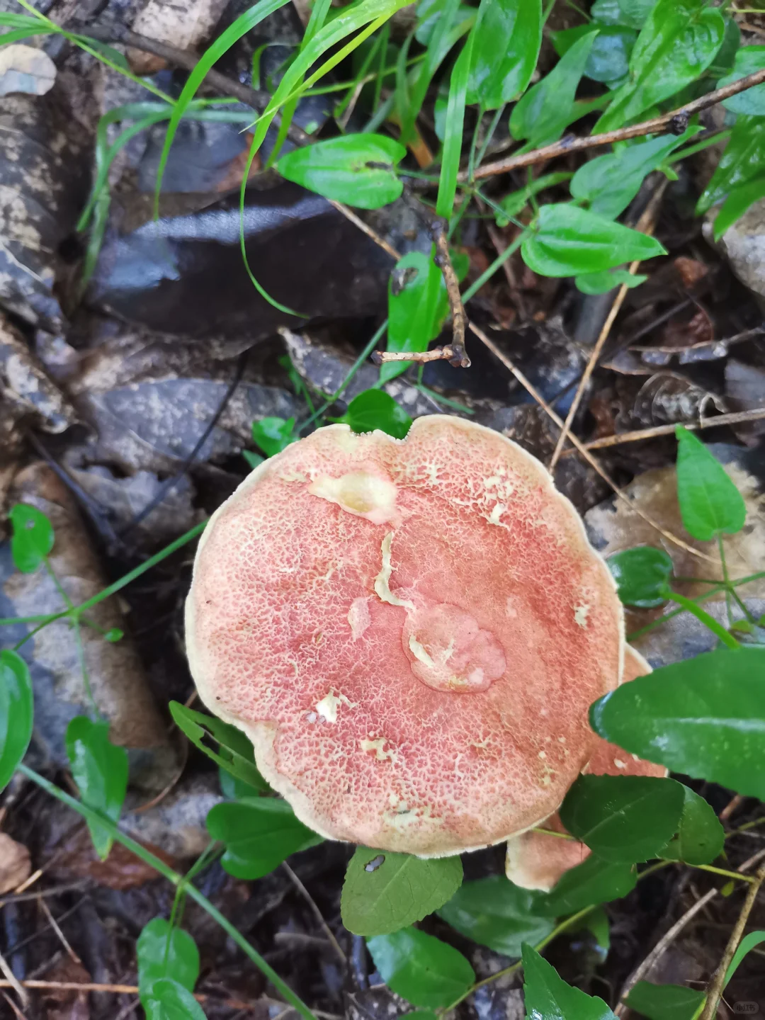 林间尤物 蘑菇