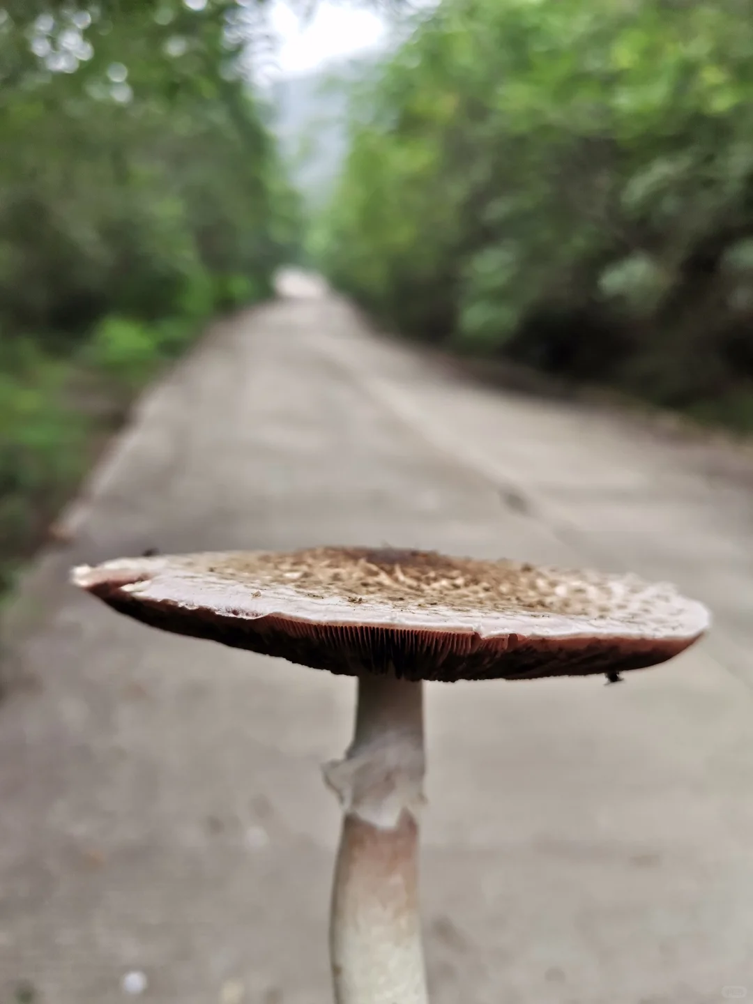 林间尤物 蘑菇