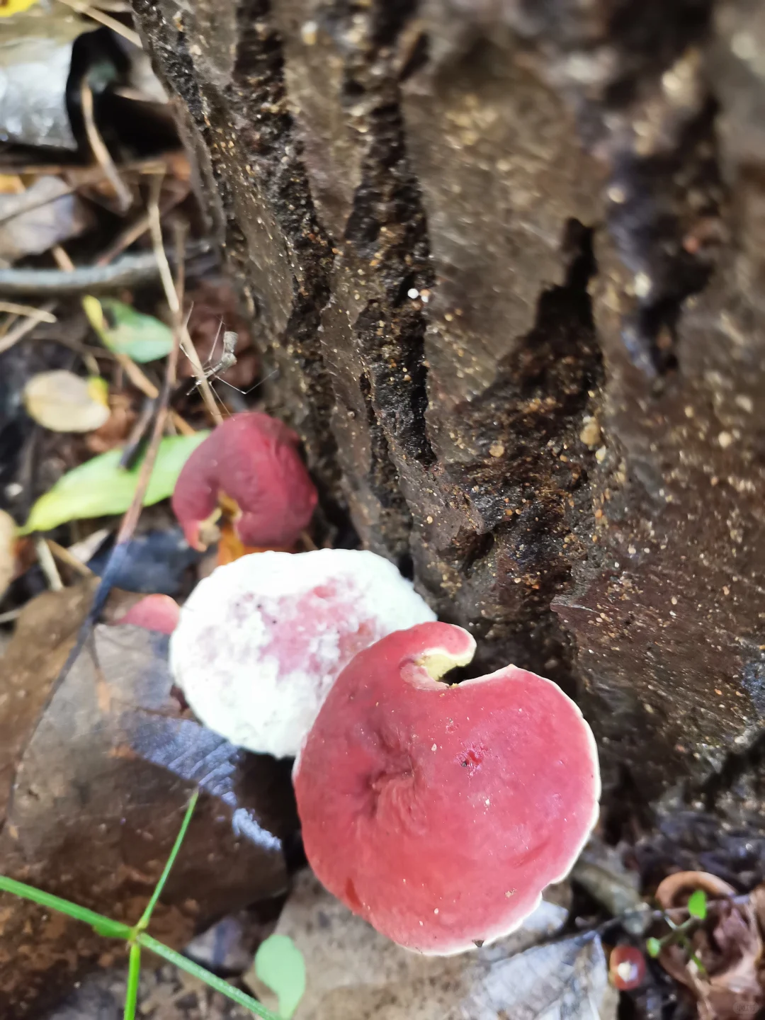 林间尤物 蘑菇