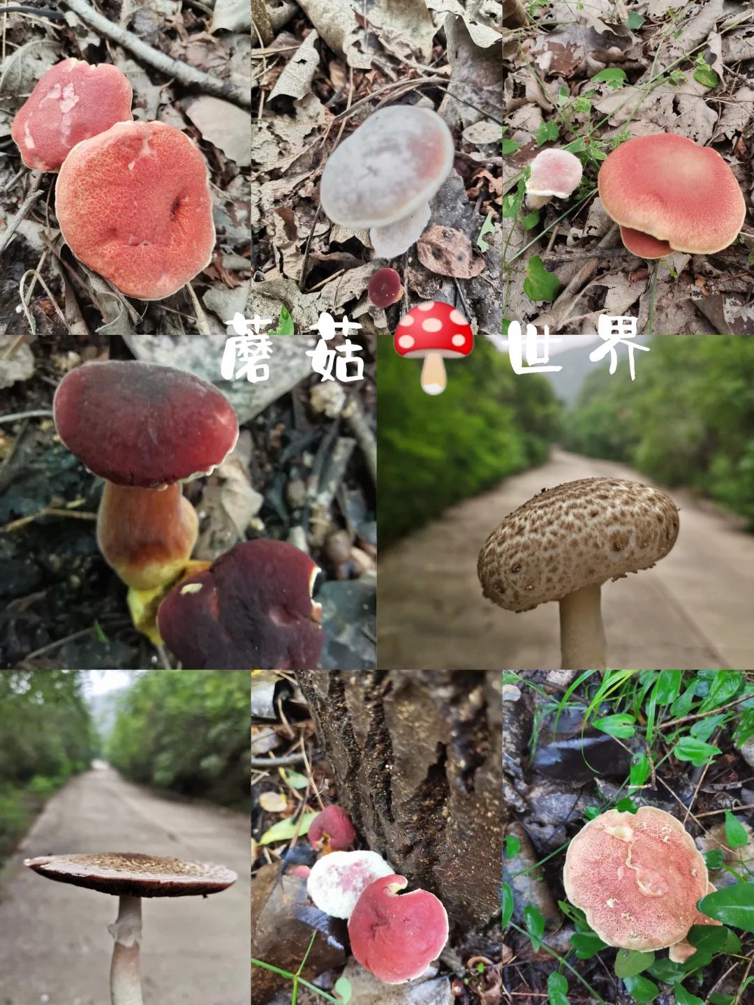 林间尤物 蘑菇