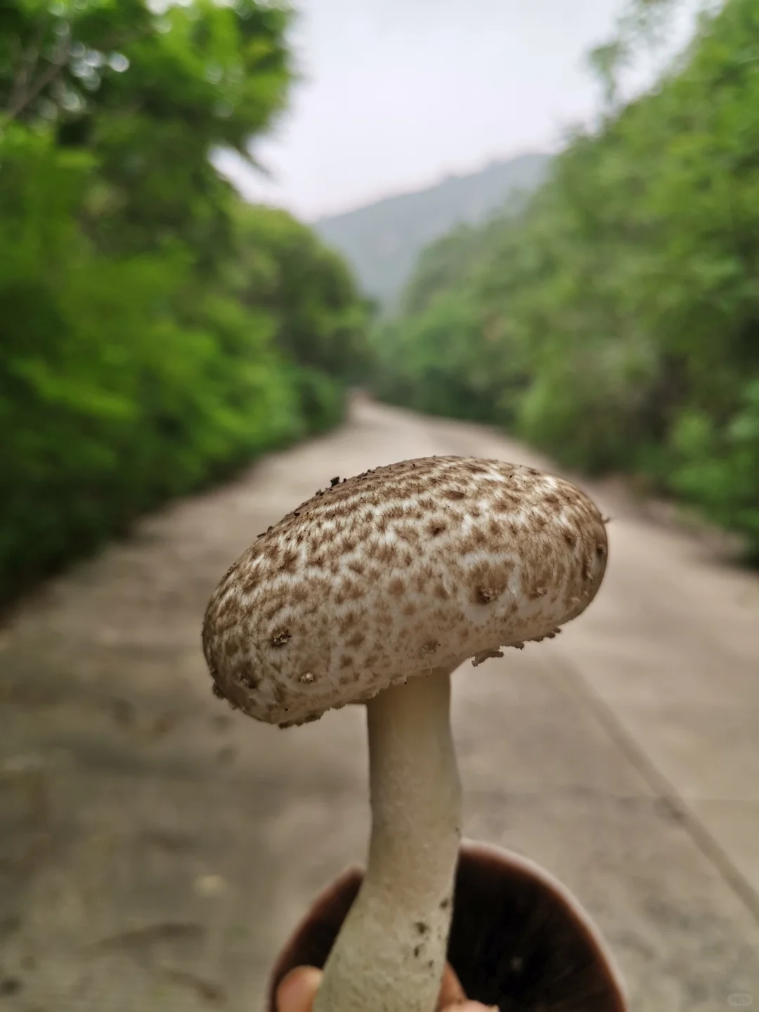 林间尤物 蘑菇