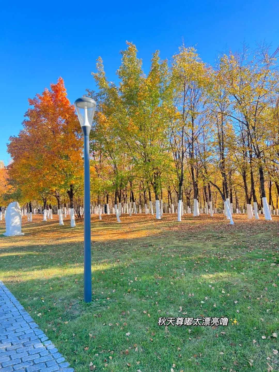 173 108 | 减肥打卡 在东北感受美丽秋天🍂