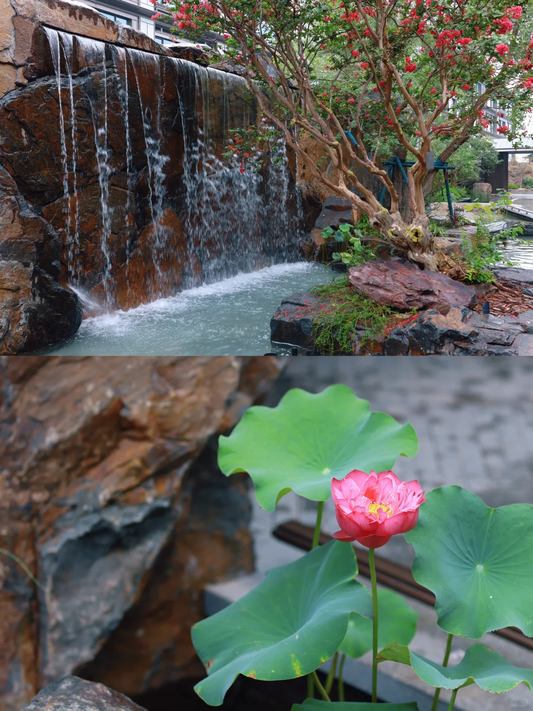邂逅一场瀑布与百年花树的浪漫