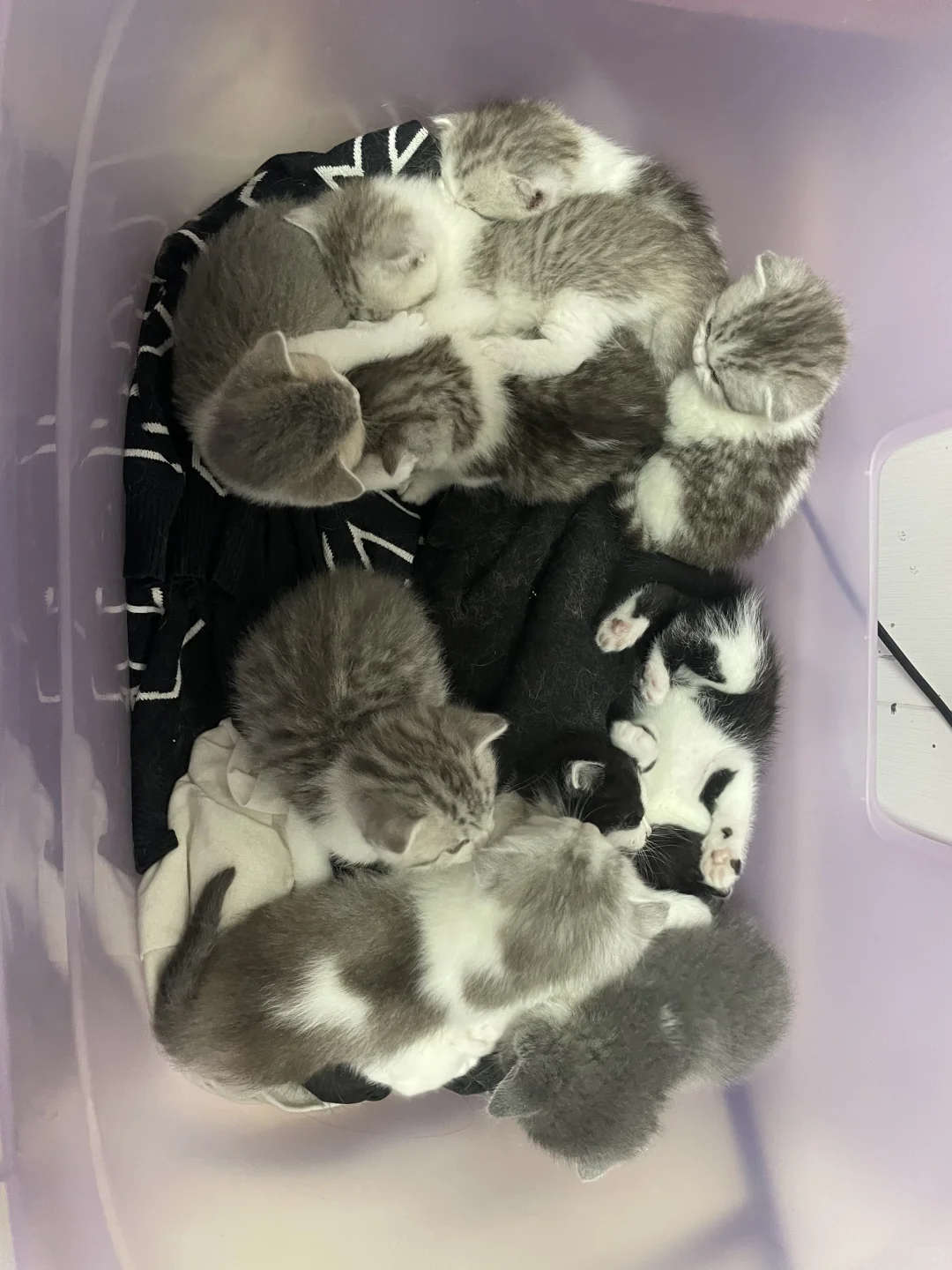 猫儿这叫一个妖娆～