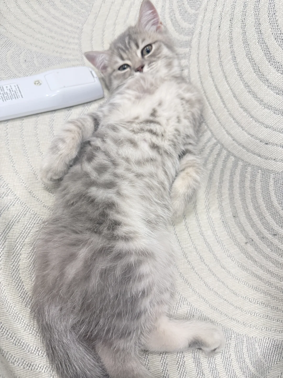 想要一个都是妖娆小猫的评论区