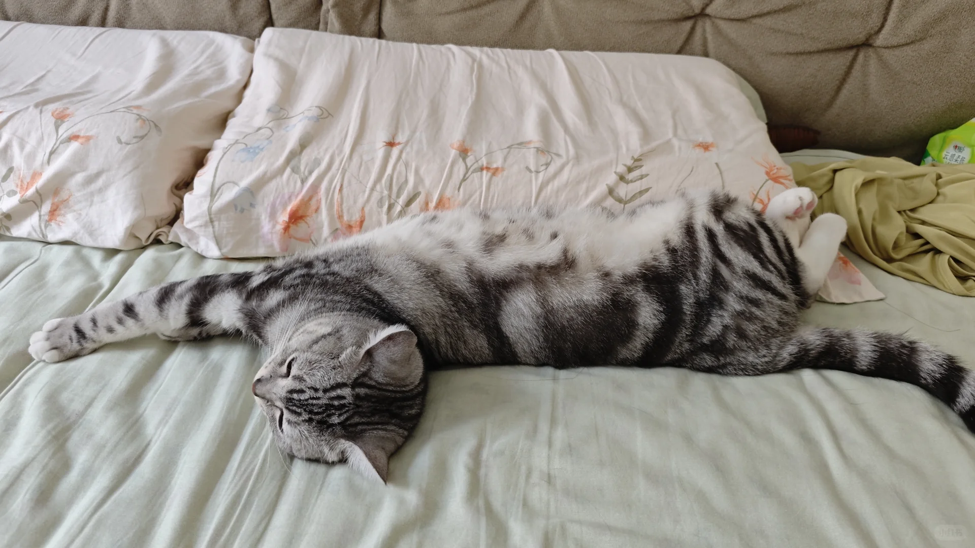 猫儿这睡的妖娆
