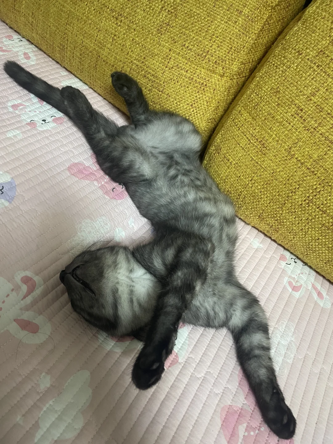 小猫的妖娆睡姿，让我看看你家的