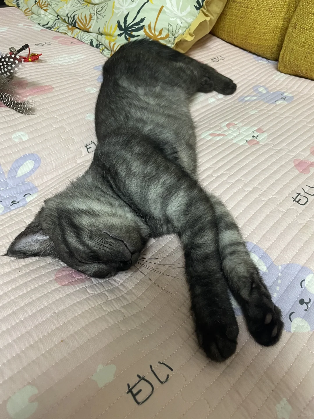 小猫的妖娆睡姿，让我看看你家的