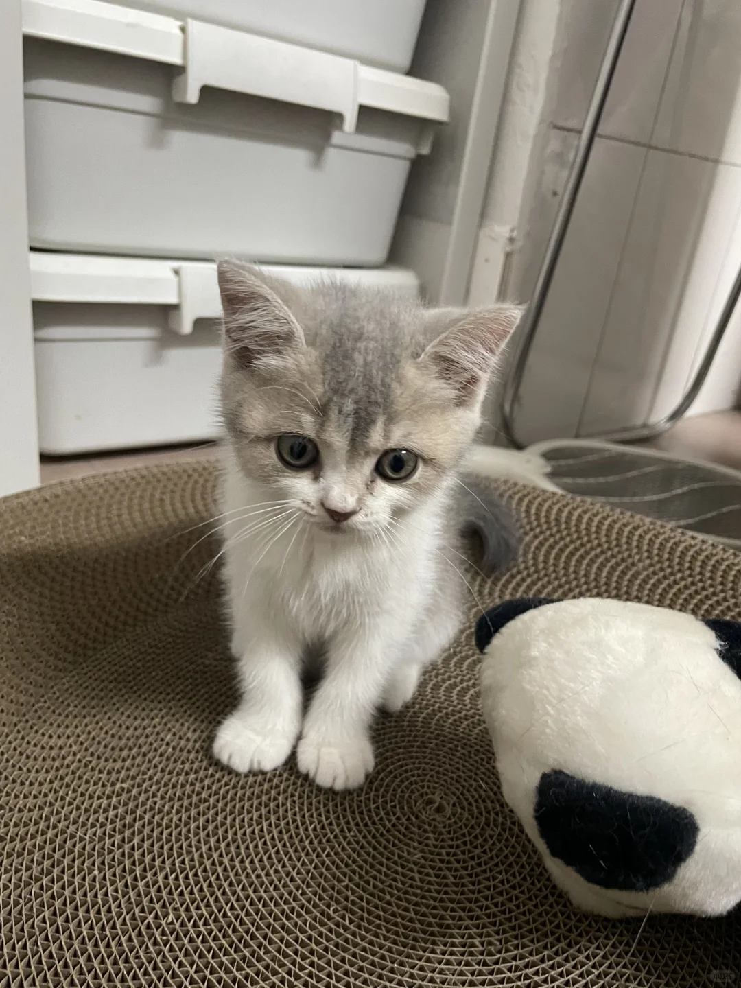 猫儿这叫一个妖娆～