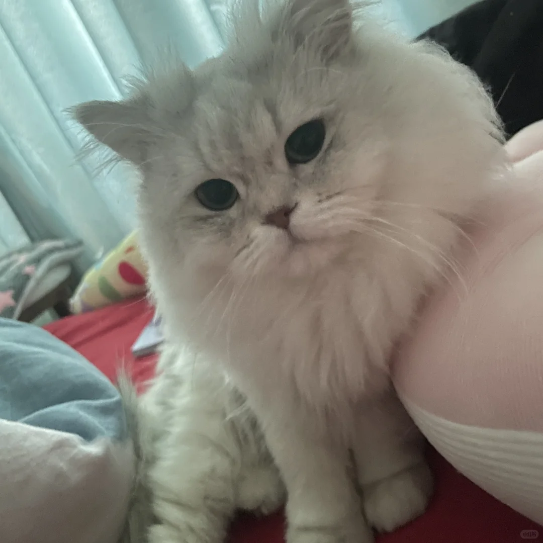 小猫这个坐姿妖娆啊