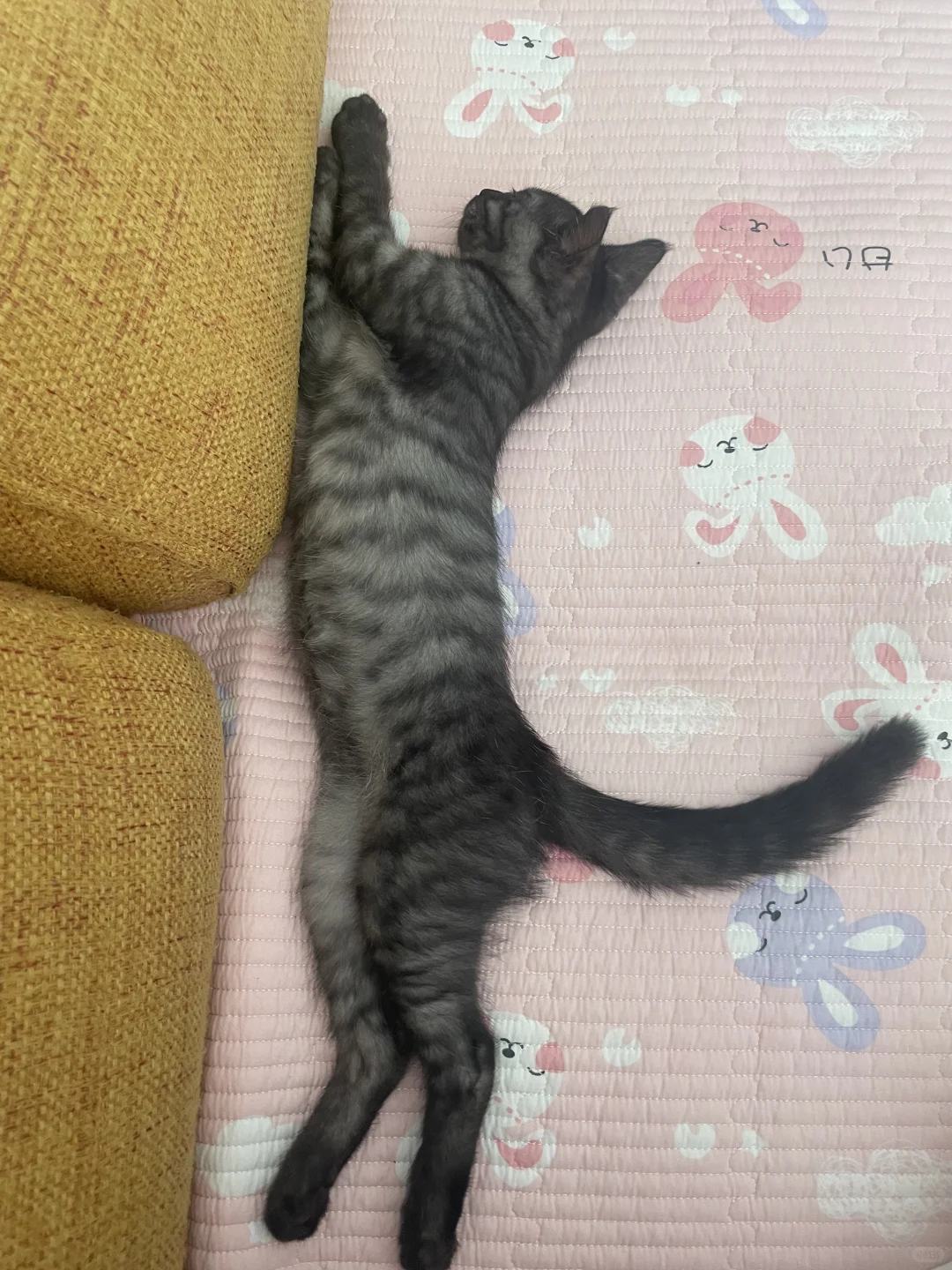 小猫的妖娆睡姿，让我看看你家的
