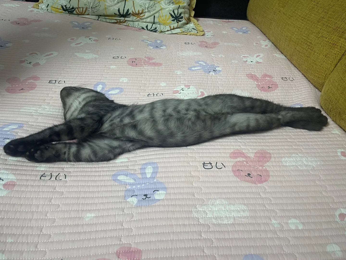 小猫的妖娆睡姿，让我看看你家的