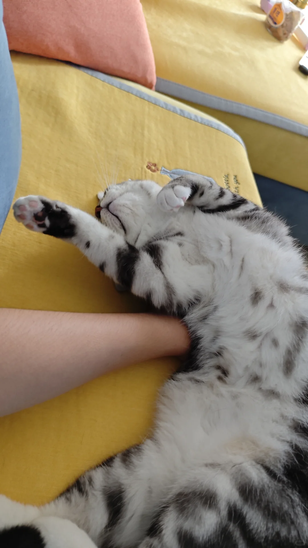 猫儿这睡的妖娆