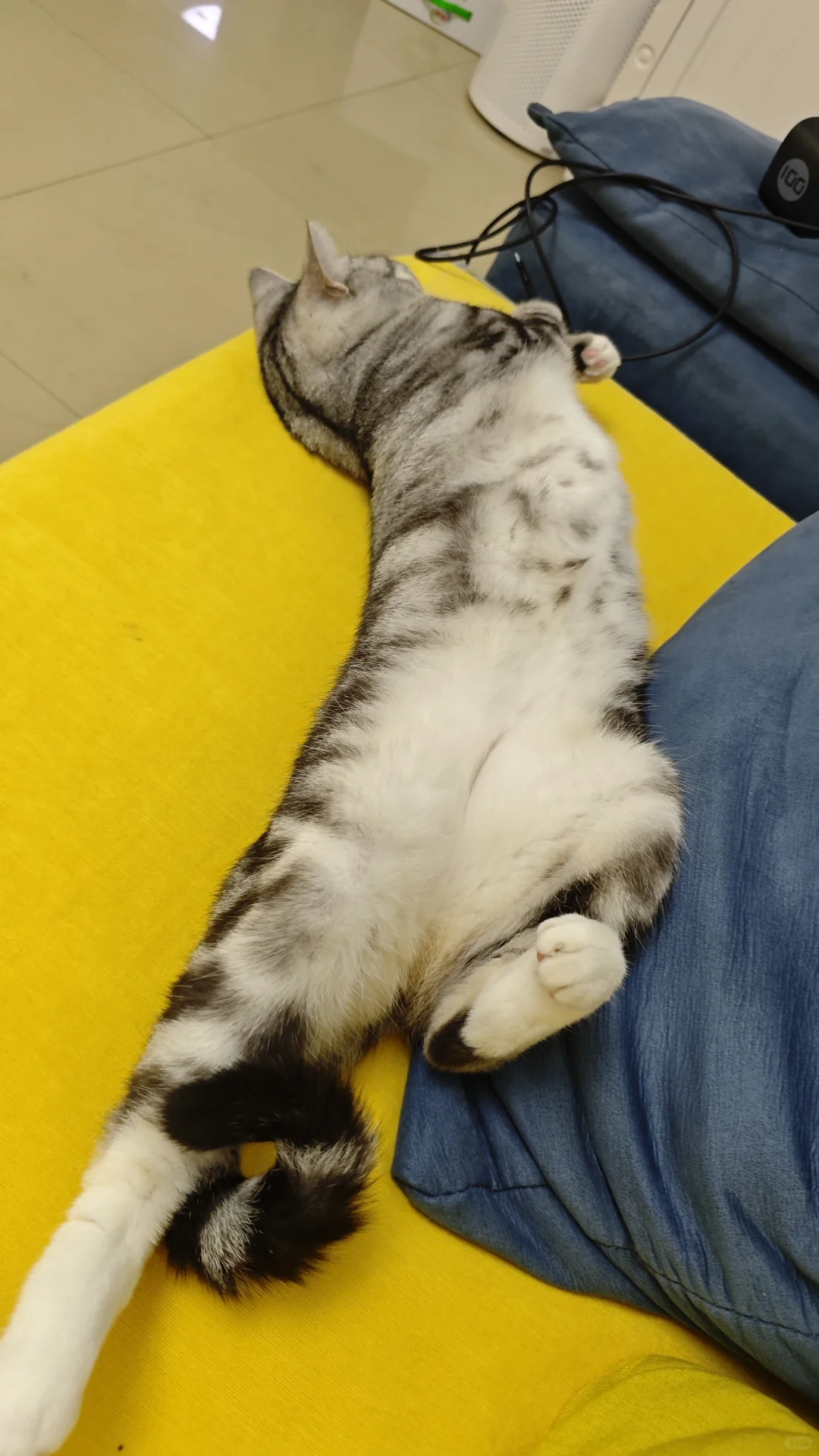 猫儿这睡的妖娆