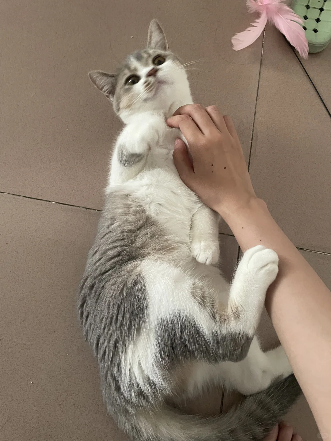 猫儿这叫一个妖娆～