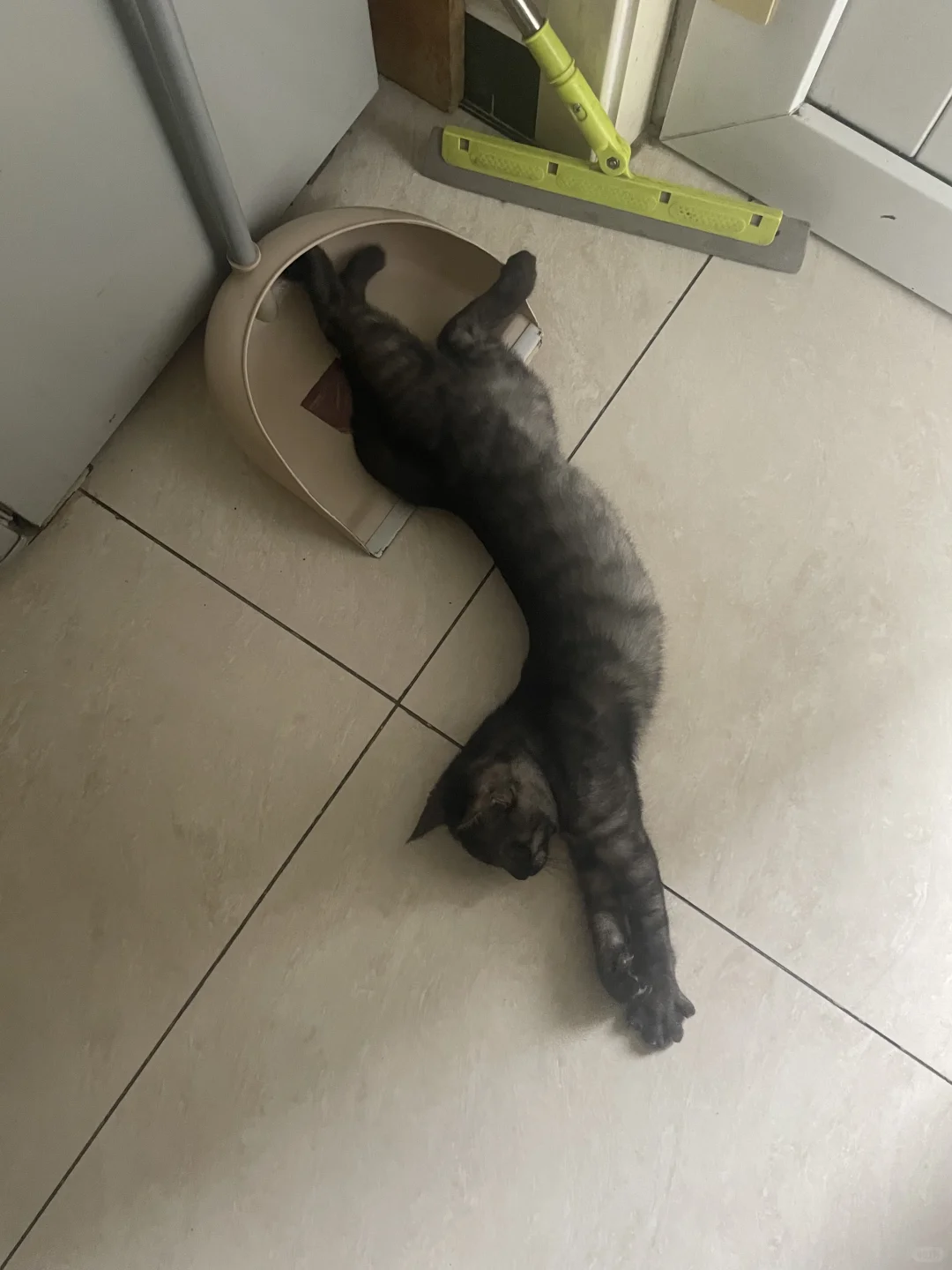 小猫的妖娆睡姿，让我看看你家的