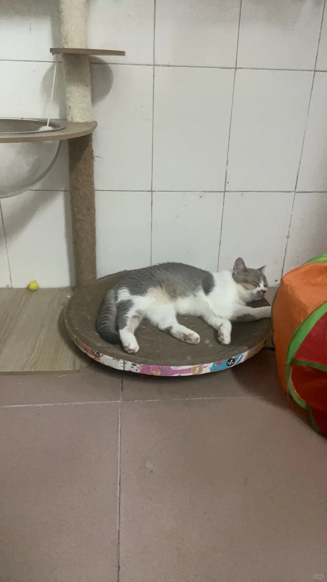 猫儿这叫一个妖娆～