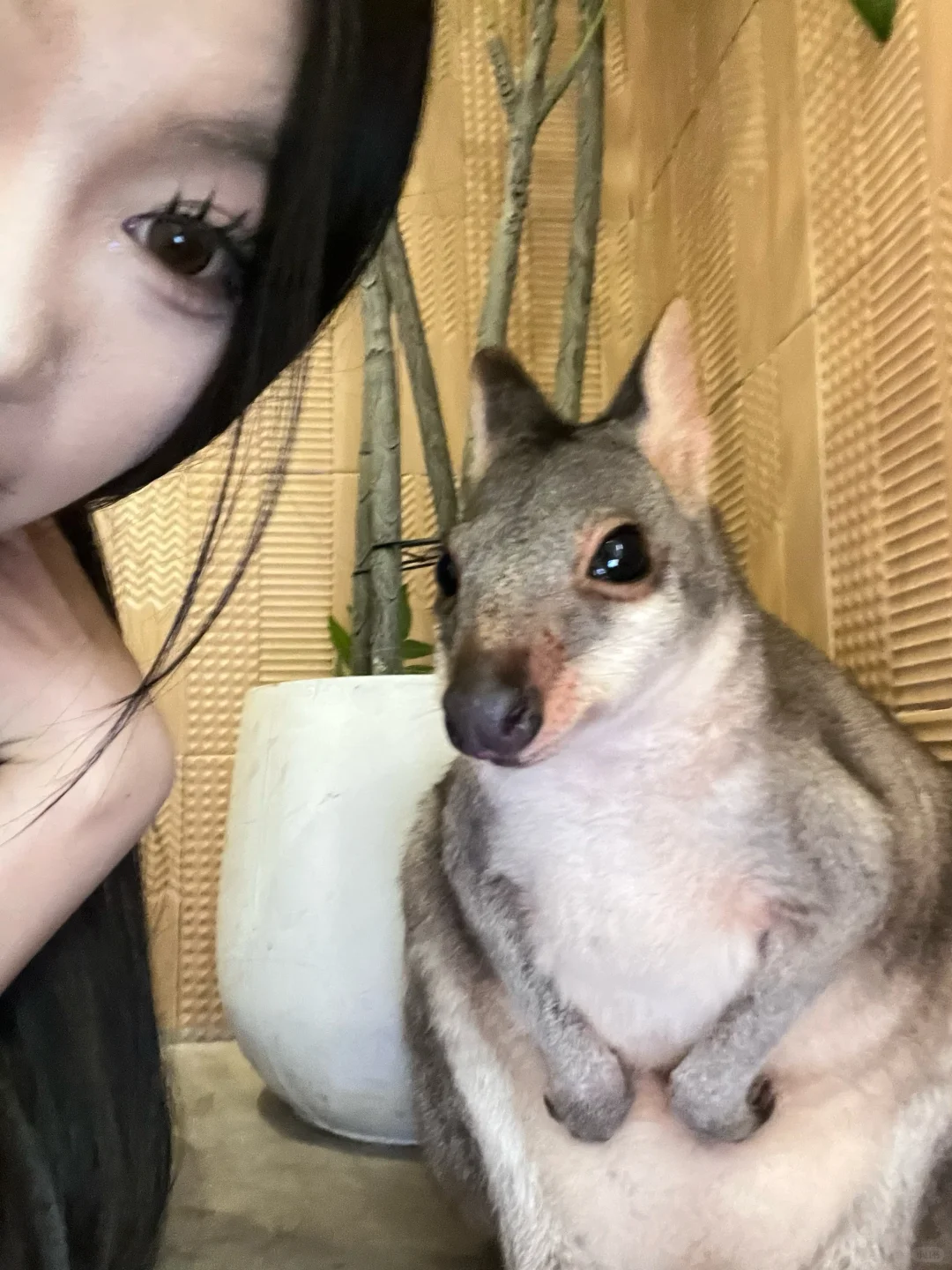萌萌的小袋鼠🦘