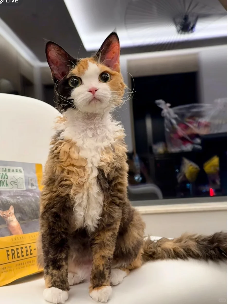 合肥本地求购三花猫咪
