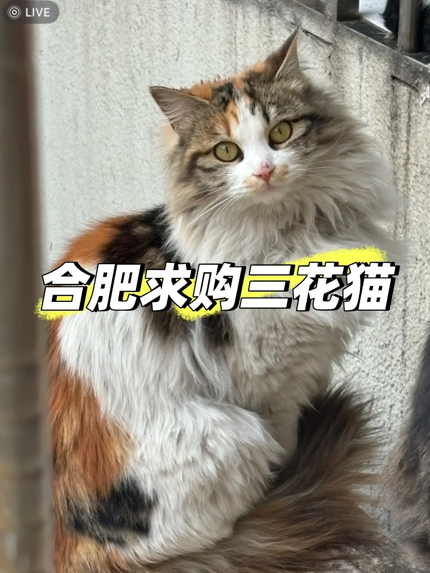 合肥本地求购三花猫咪