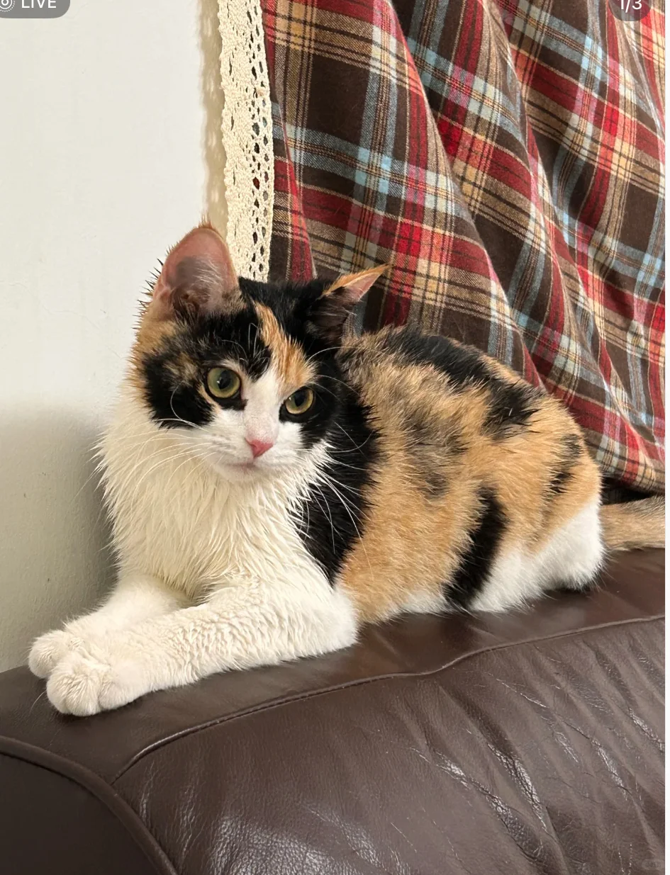 合肥本地求购三花猫咪