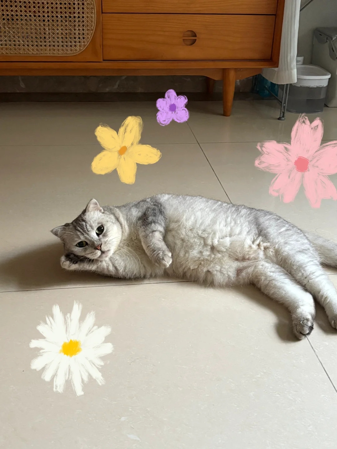 你家猫猫睡姿也这么妖娆的吗🫣