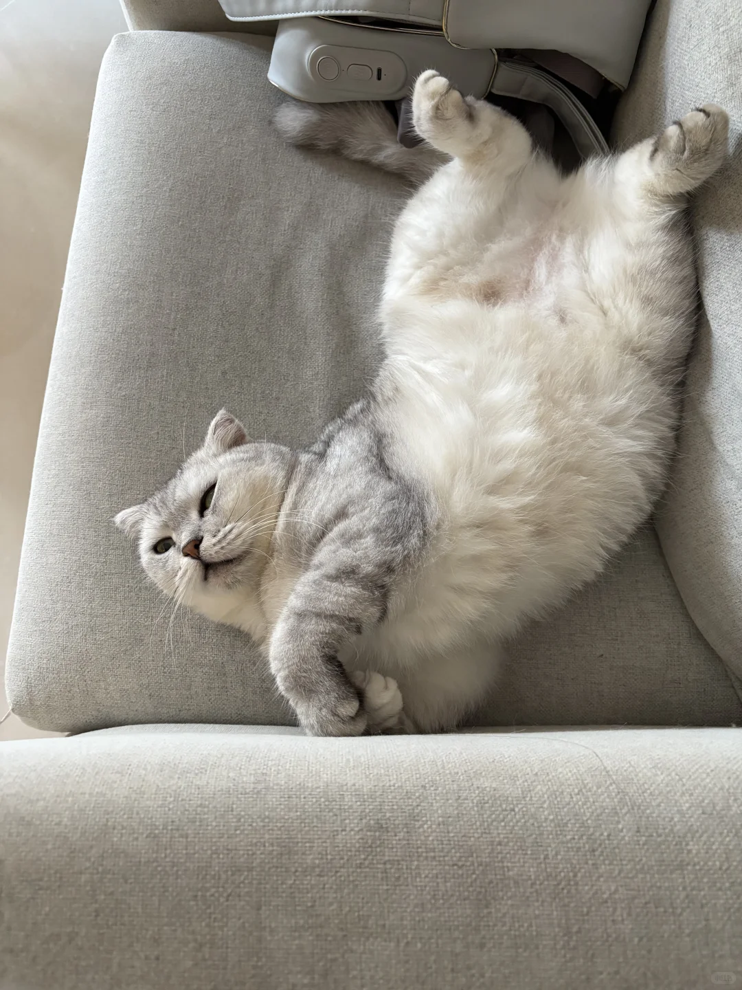 你家猫猫睡姿也这么妖娆的吗🫣