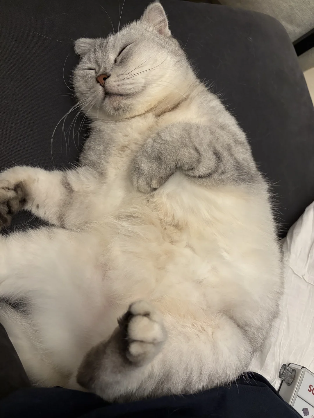 你家猫猫睡姿也这么妖娆的吗🫣