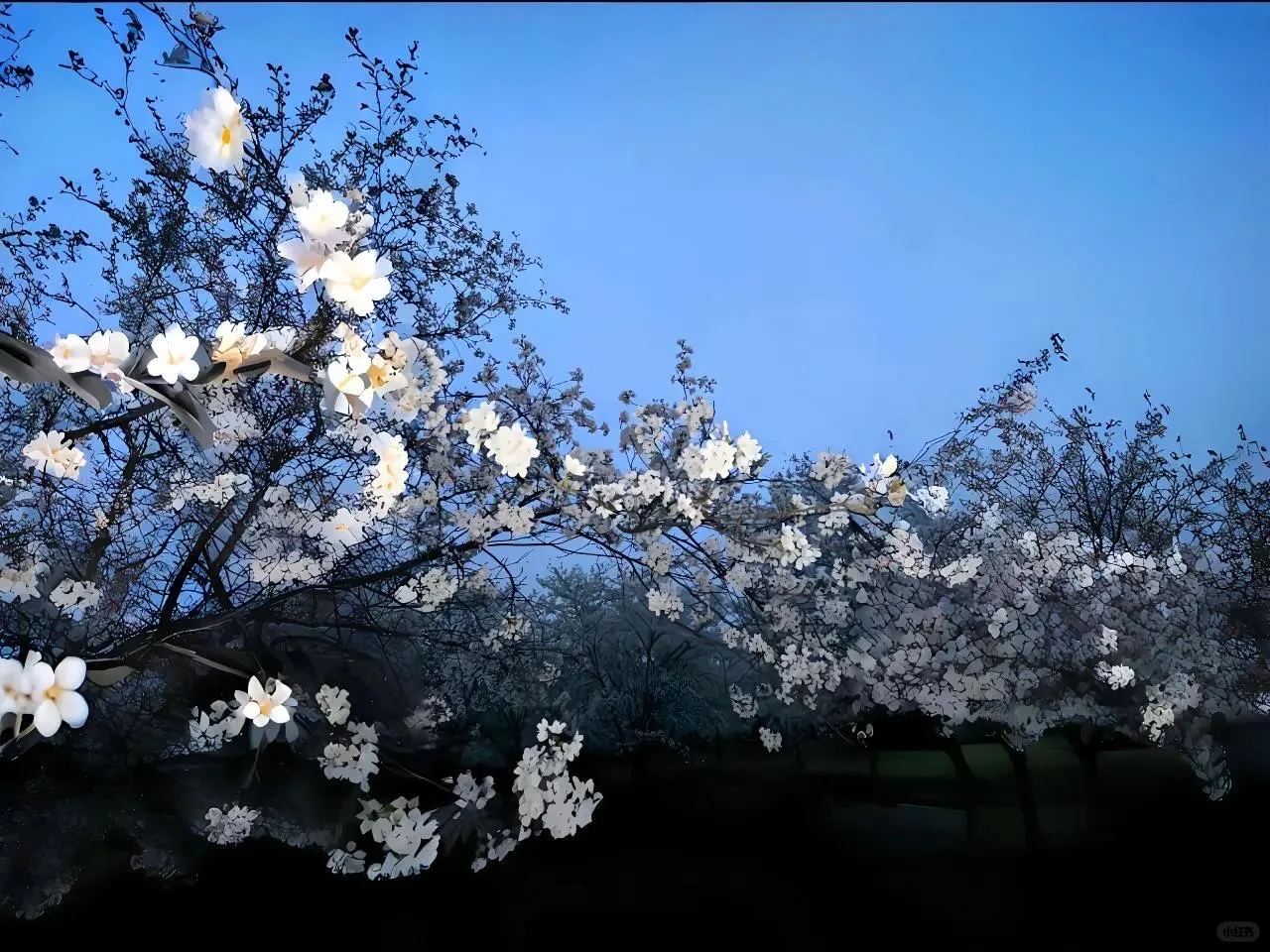 𝗦𝗵𝗮𝗿𝗲丨ipad壁纸
