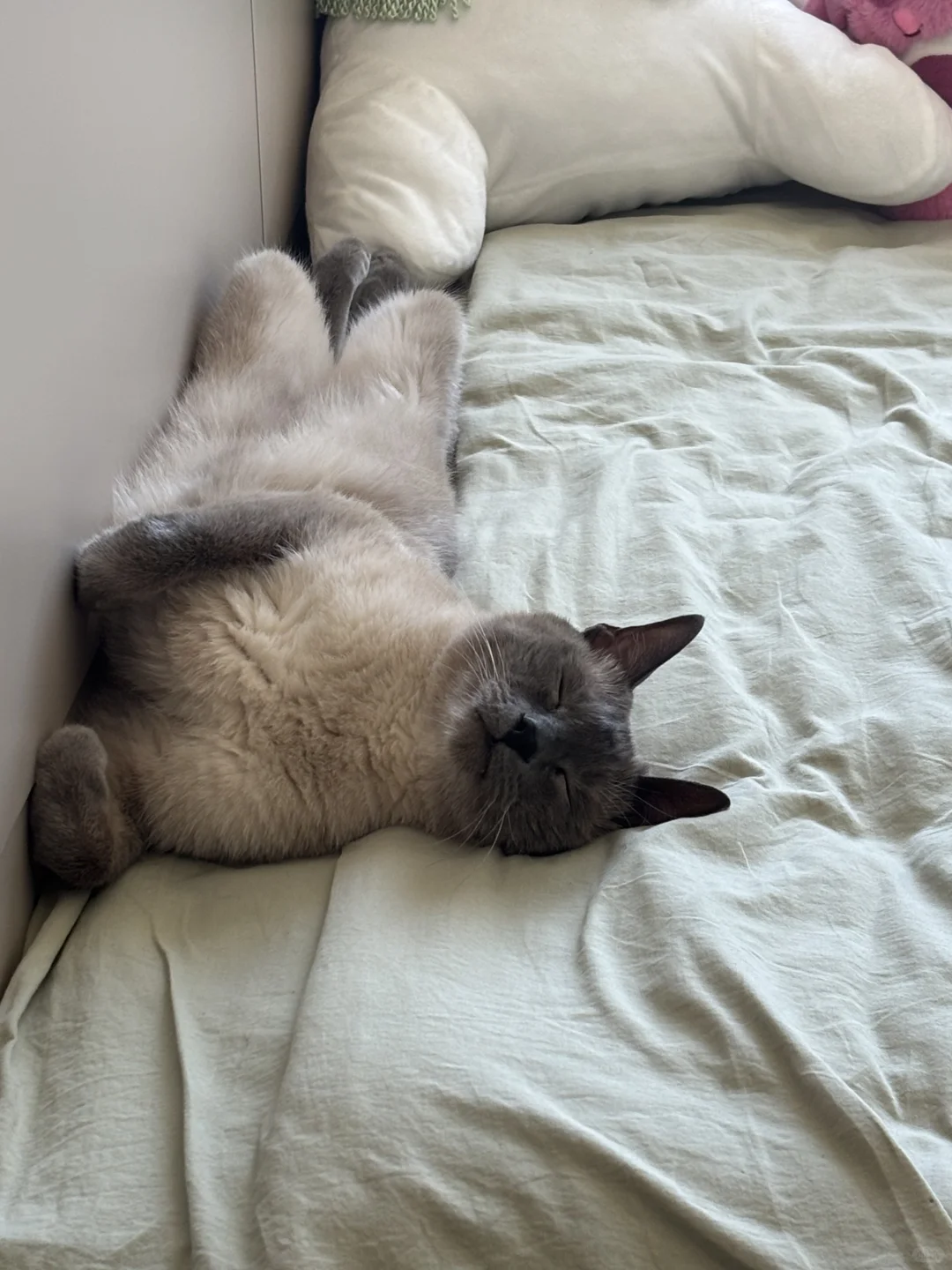 妖娆小猫🐈