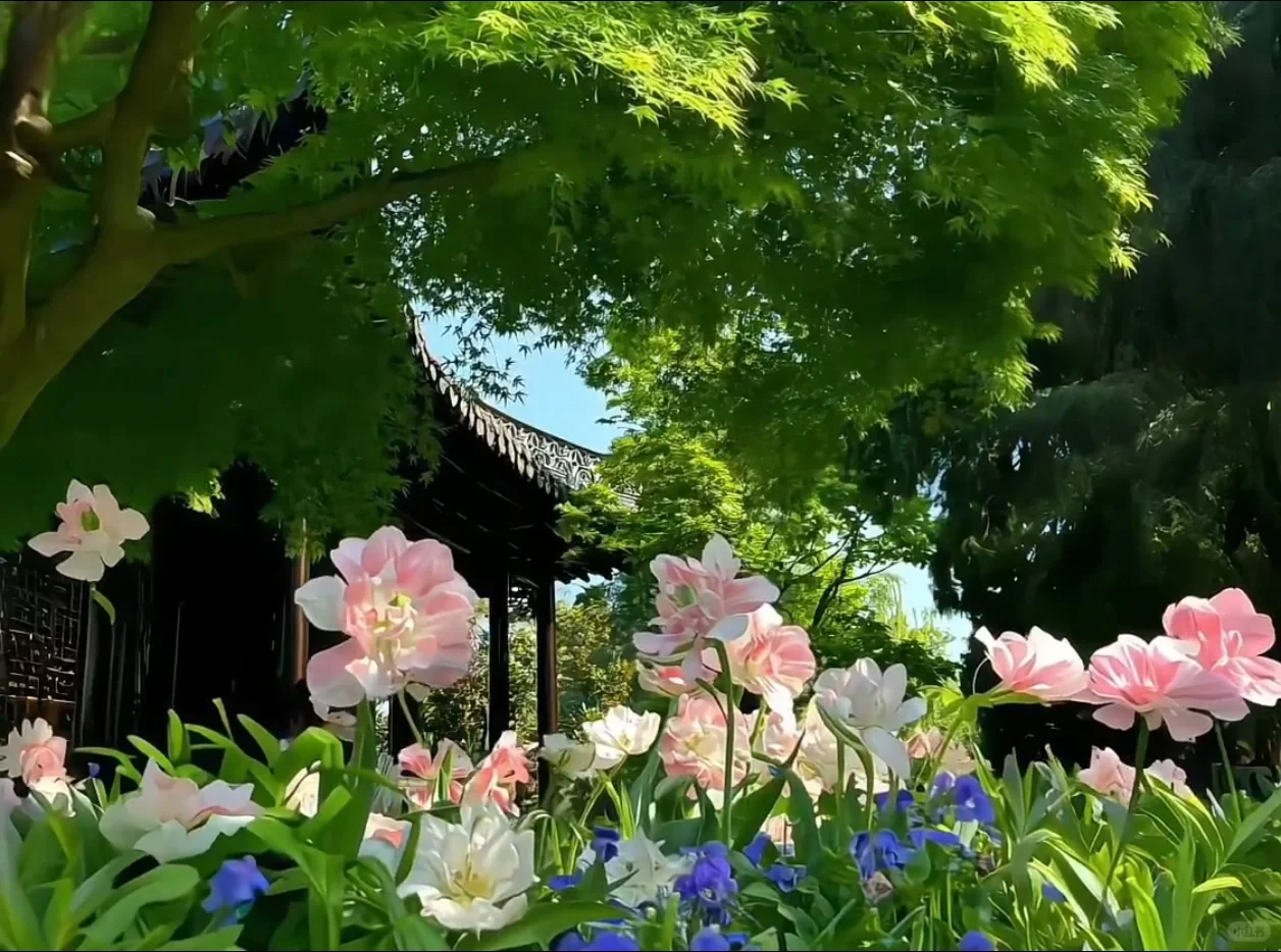 自然治愈系动态背景图✧⁺⸜(●˙▾˙●)⸝