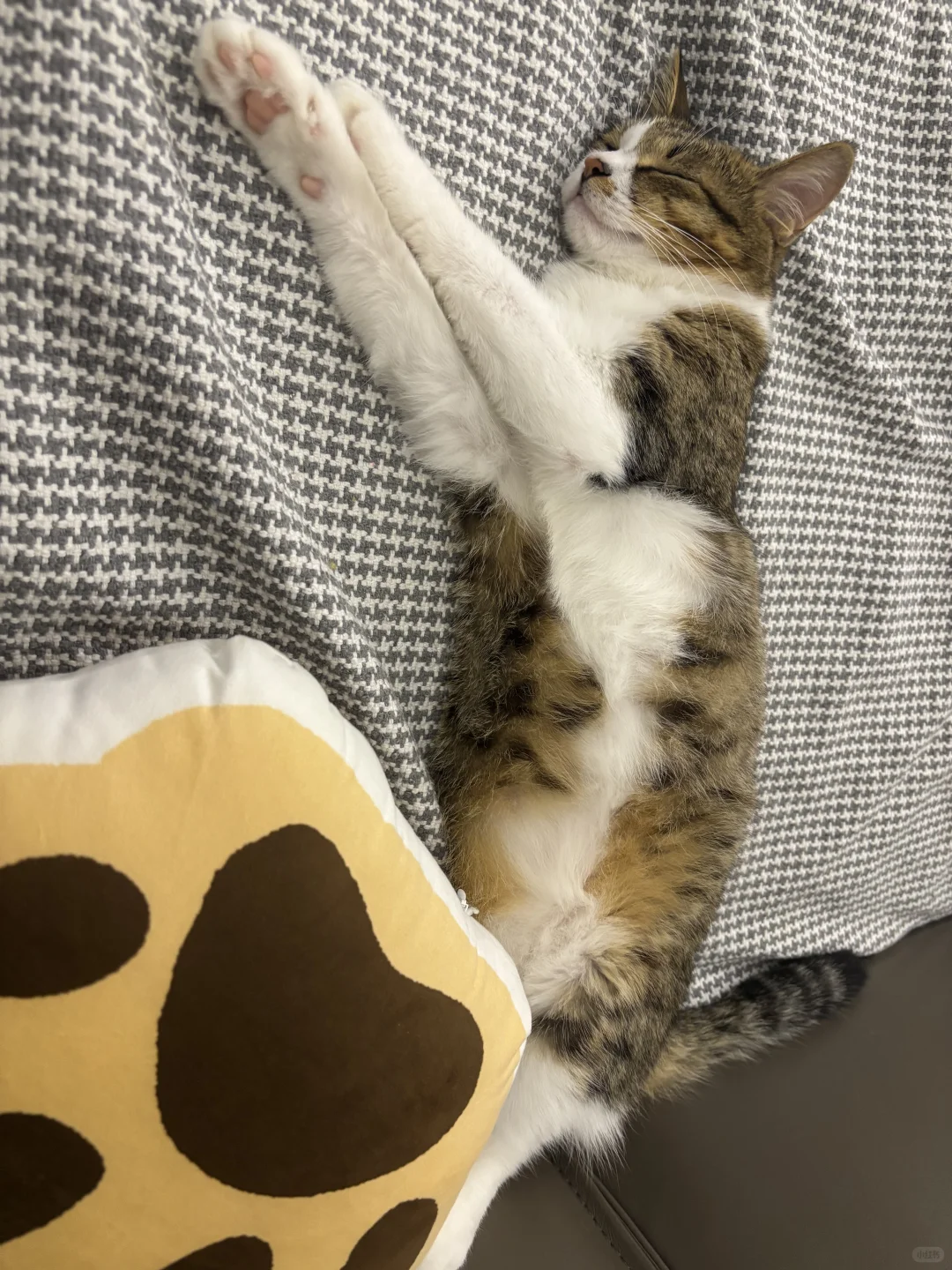 睡姿妖娆的猫。