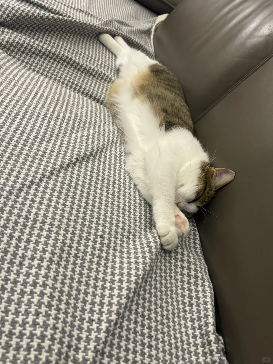 睡姿妖娆的猫。