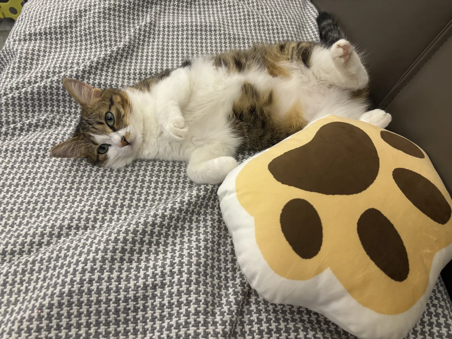 睡姿妖娆的猫。