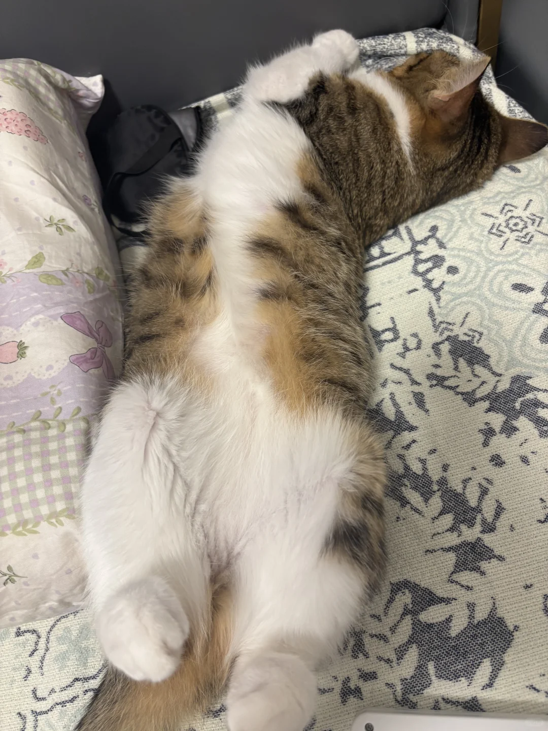 睡姿妖娆的猫。