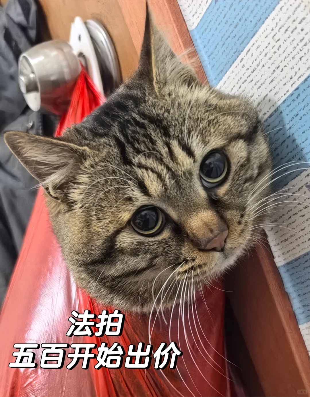 法拍五百开始出价