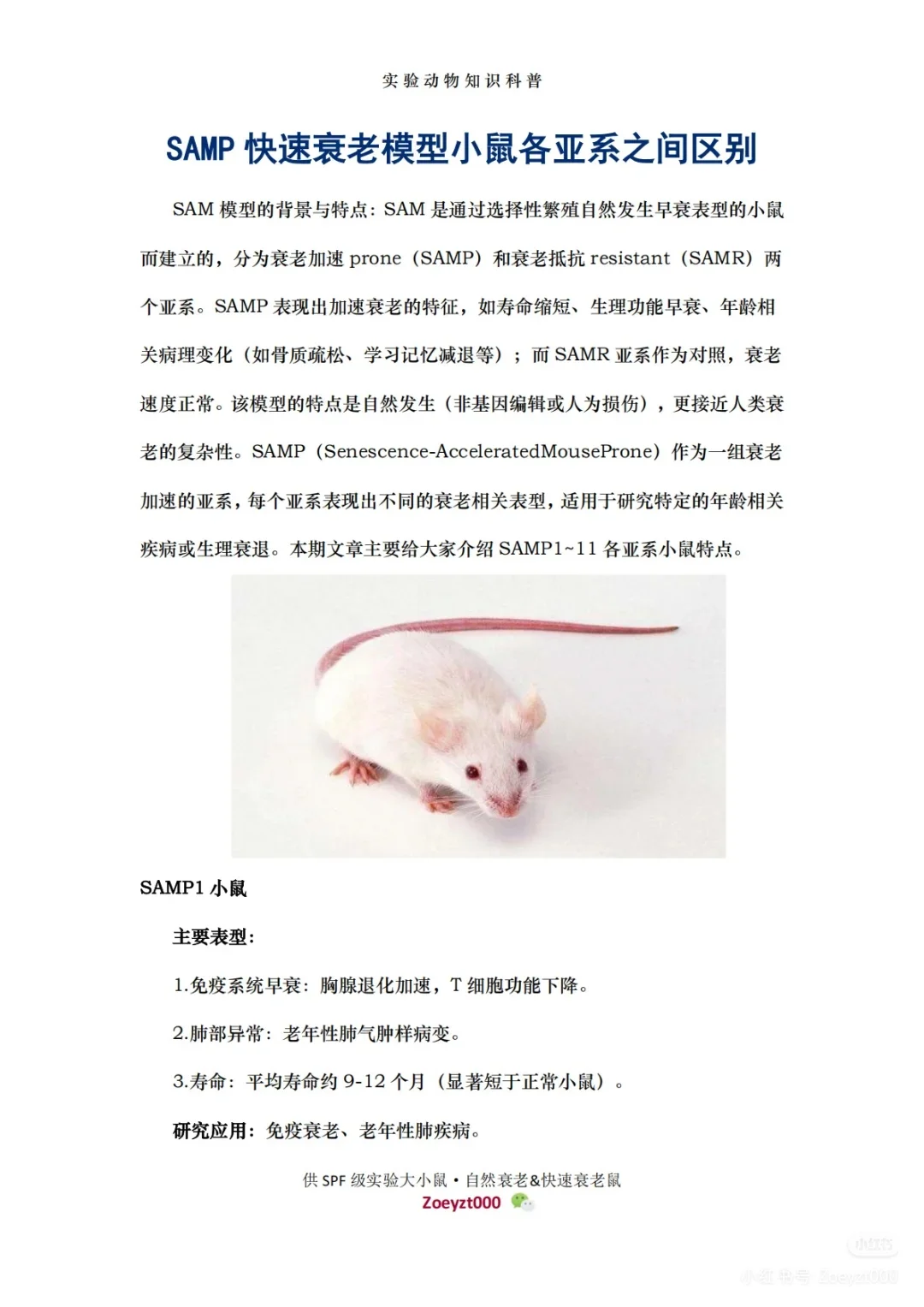 实验鼠求购