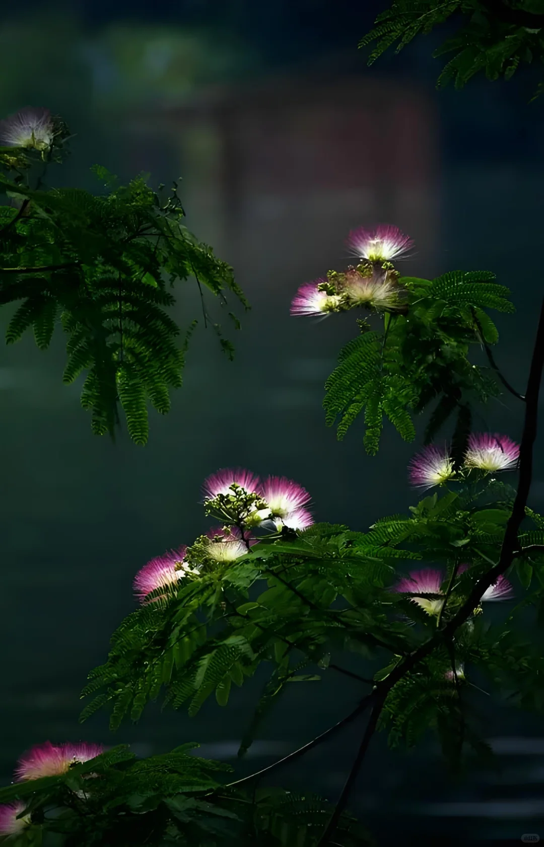 花语:冰释前嫌