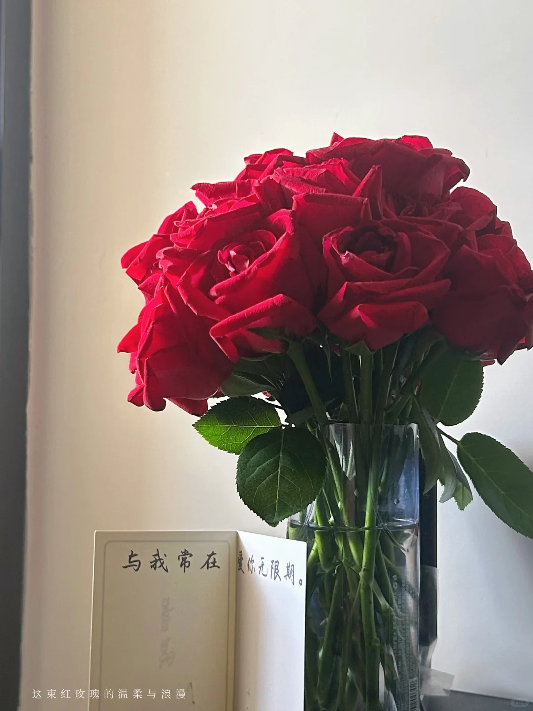 没有人会拒绝如此娇艳的红玫瑰💐