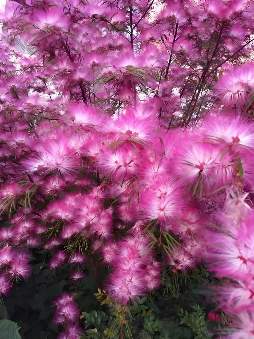 花语:冰释前嫌