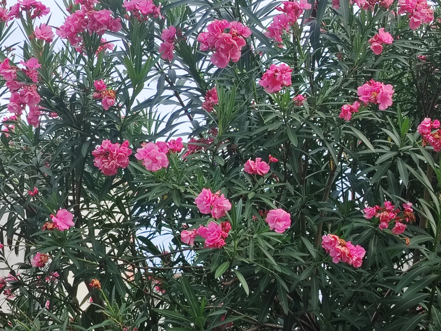 夹竹桃，这也太娇艳了