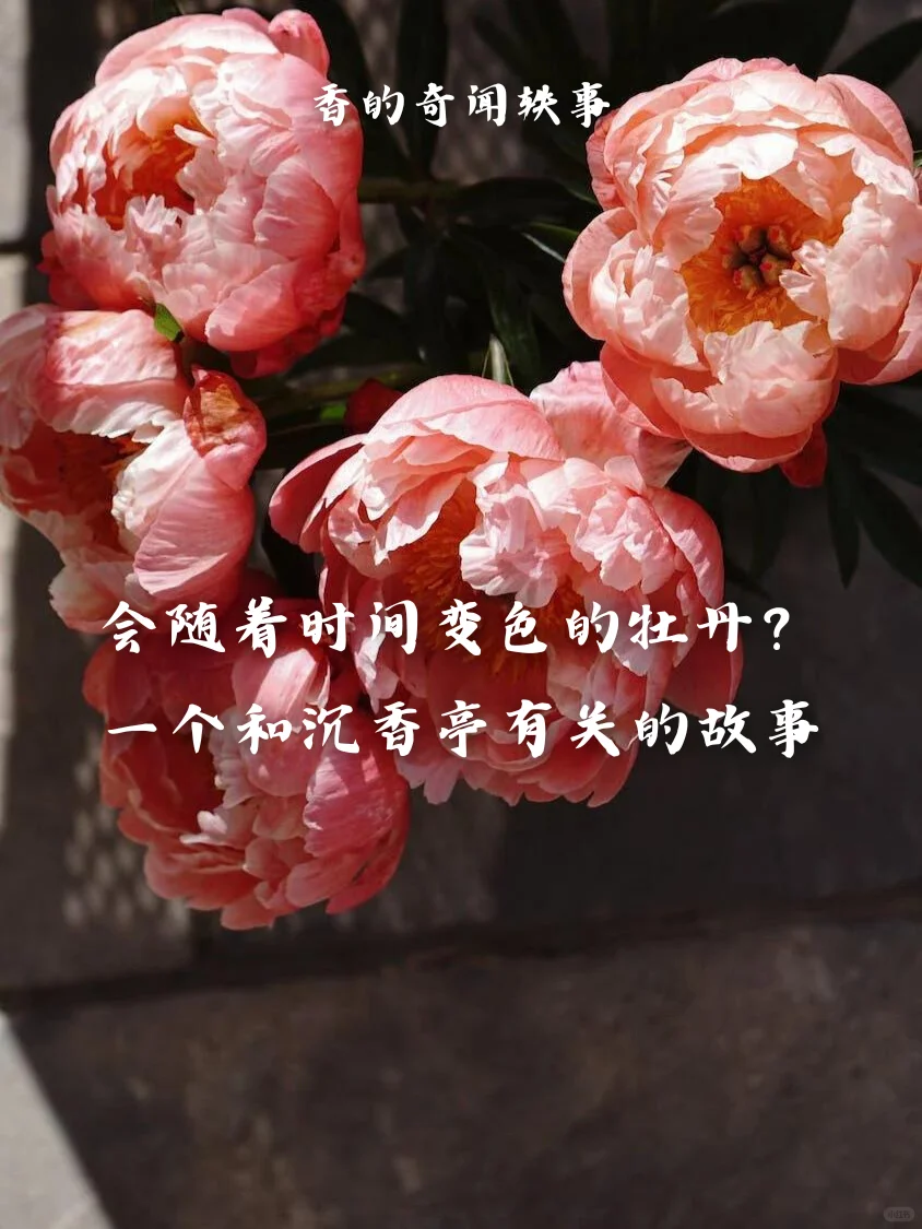 李唐盛爱牡丹，香乘记载的沉香亭香异牡丹