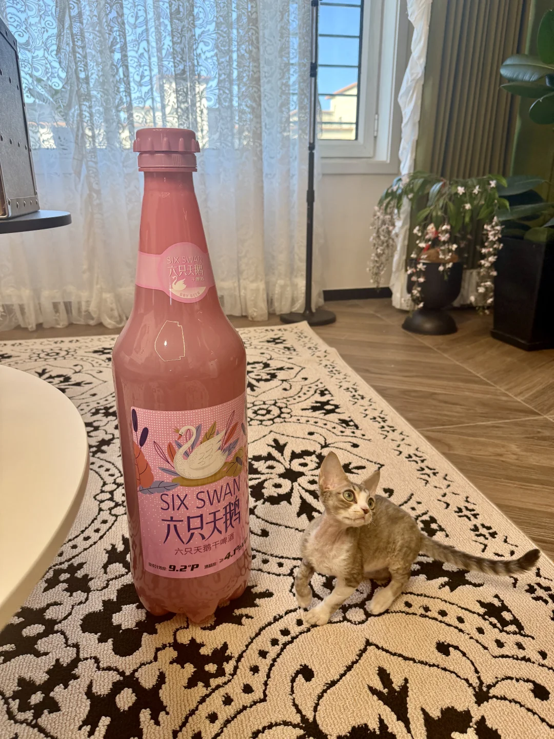 一人一猫住进88平法式🏠不是豪宅但真的好宅
