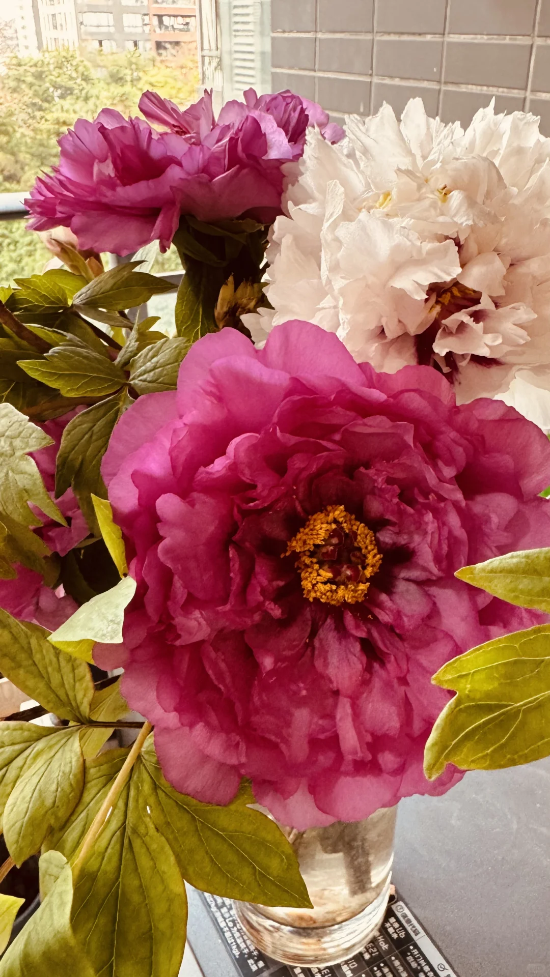 真的很喜欢太美了🌸牡丹如画