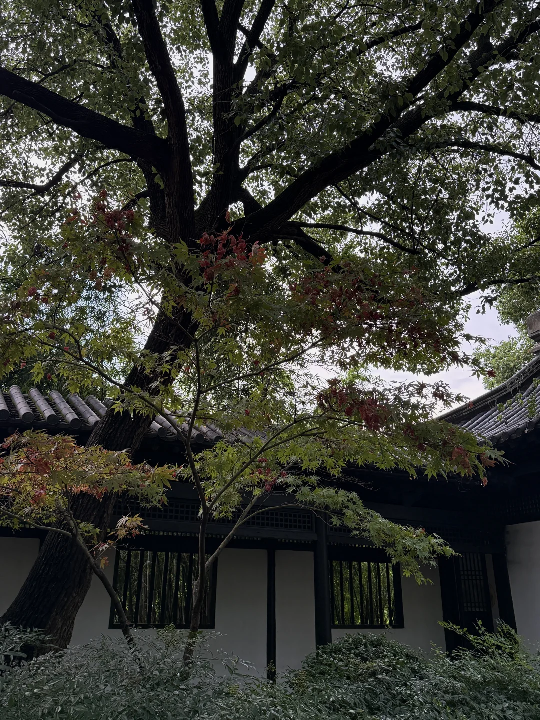 与谁同坐 明月清风我🍃